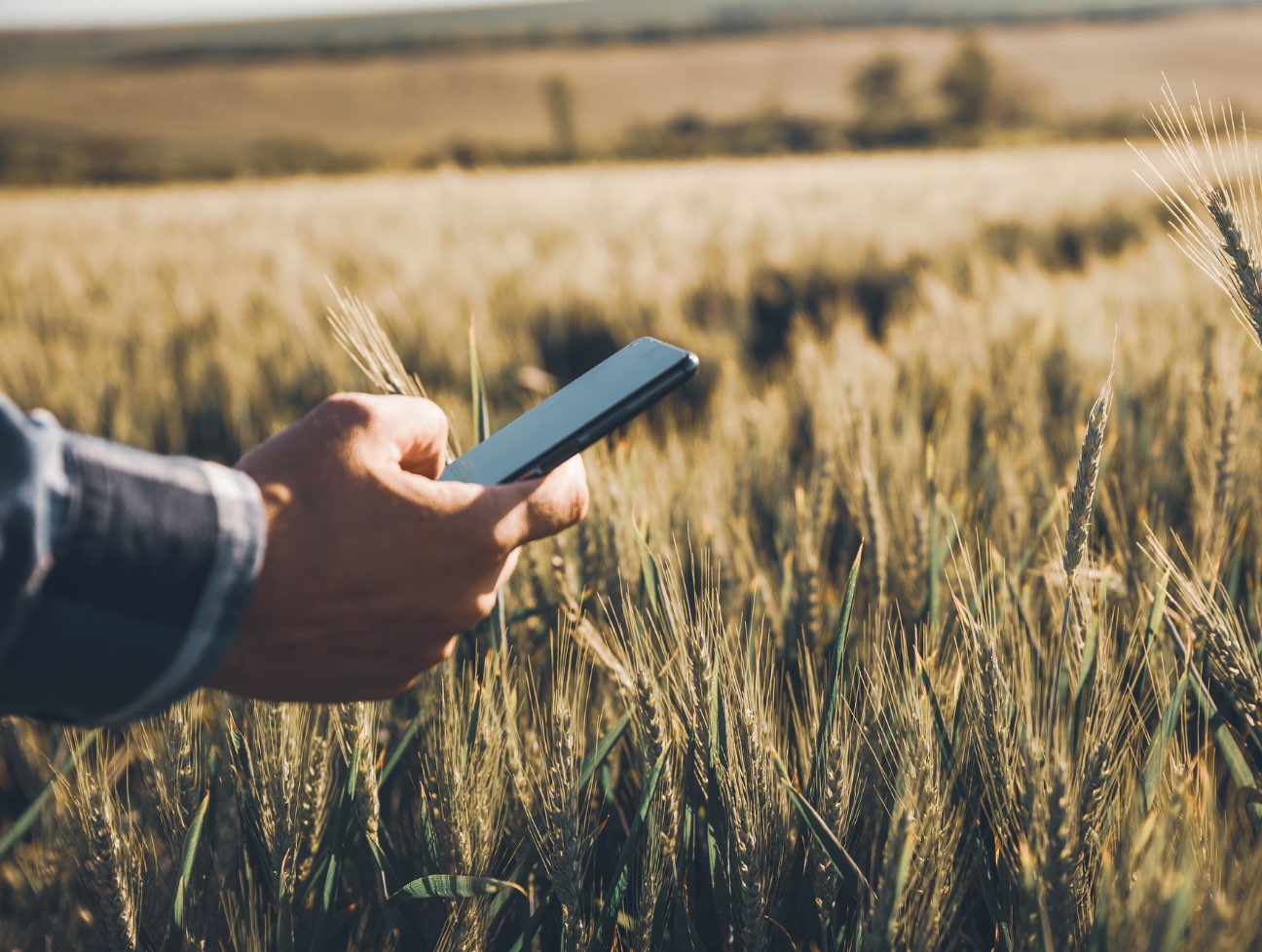 Person holding a cell phone in a field